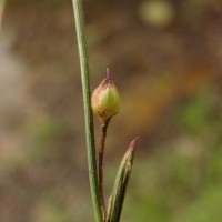 Murdannia vaginata var. vaginata